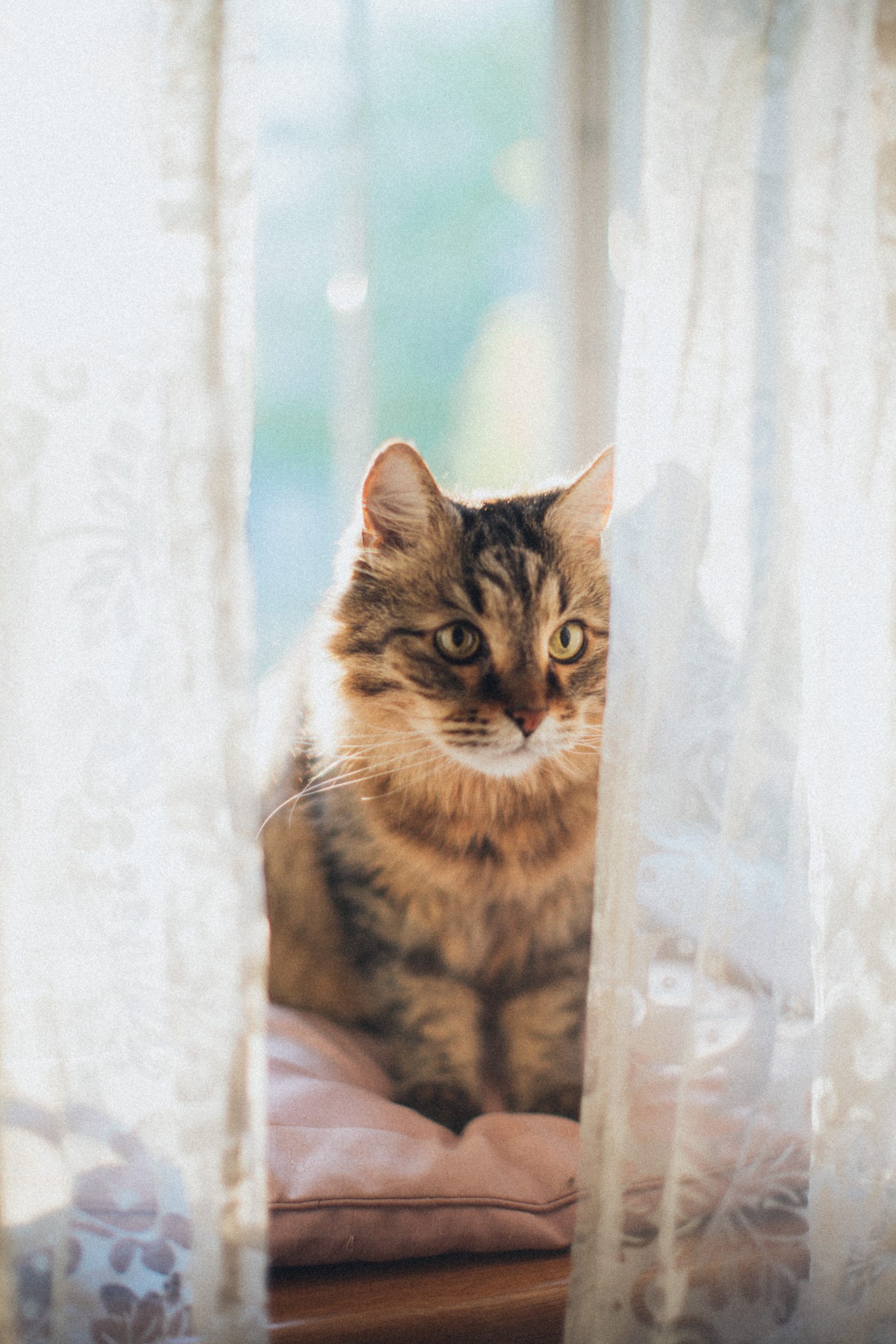 Cat sitting on cushion behind curtains.