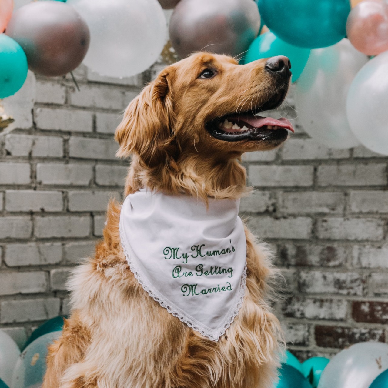 A dog wearing a bandana that reads "My human's are getting married."